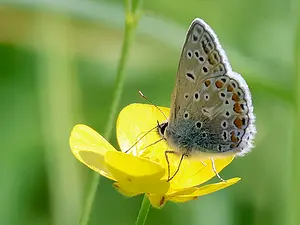 08-Icarusblauwtje IJdoornlaan eo 30-6-2025-T.webp