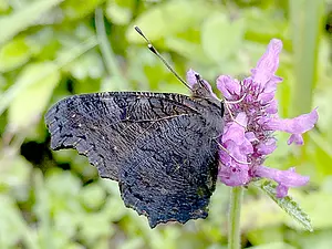 09-Dagpauwoog - Aglais io-2024-07-13.webp