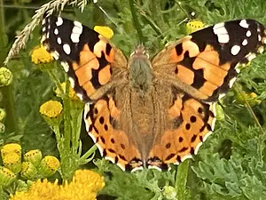 10-Distelvlinder 2- op Duinkruiskruid- Vanessa cardui -2024-07-08.webp