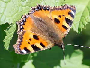 12-Kleine vos Kduin 19-5-2025-T.webp