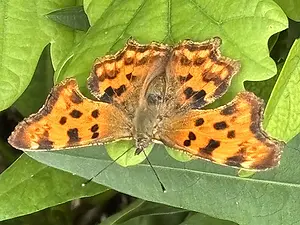 13-Gehakkelde aurelia.webp