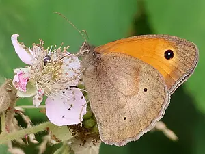 14-Bruin zandoogje 2-7-2025-T.webp