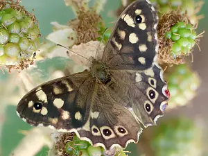 15-Bont zandoogje 2-7-2025-T.webp