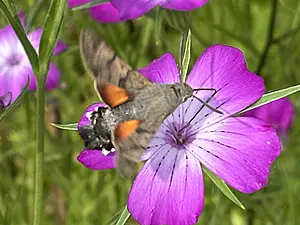 16-Kolibrievlinder -Michiel.webp