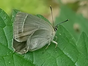 18-Eikenpage-Axel de F.webp