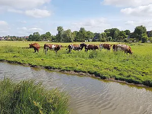 Koeien Wilmkebreekpolder-20x15.webp