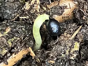 kiem botanische tulp.webp