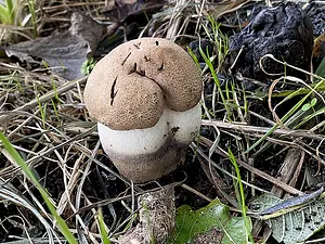 harde populierenboleet-Henk.webp