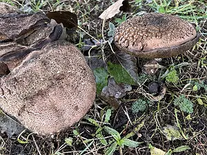 harde populierenboleet-zwart Michiel.webp