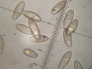 Sporen 14-15 x 5-5,5 um.webp