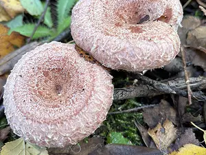 Baardige melkzwam.webp