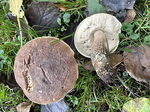 Harde populierenboleet.webp