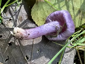 Lila satijnvezelkop.webp