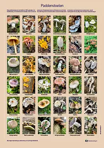 Paddenstoelen in de Kadoelen-LR.webp