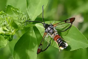 Wilgenwespvlinder - Synanthedon formicaeformis-2020-06-17 10.31.29.webp