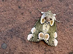 Braamvlinder - Thyatira batis-braam-framboos-2025-05-20.webp