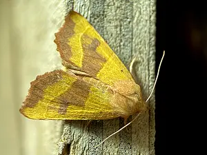 Essengouduil (Es) - Atethmia centrago-2024-09-02.webp