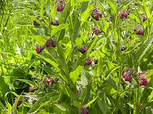 QR-paal2 gewone smeerwortel.webp