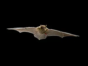 QR-paal3 Gewone dwergvleermuis René Janssen.webp