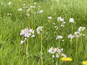 QR-paaltje4 Pinksterbloem - Henk van Alst..webp