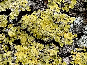 QR-paaltje5 Groot dooiermos - Michiel de Goeje.webp