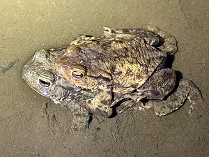 QR-paaltje6 Gewone pad - Koen van Tilburg.webp