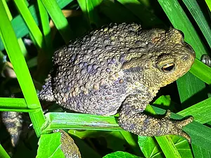 QR-paaltje6 Gewone pad 2- Koen van Tilburg.webp