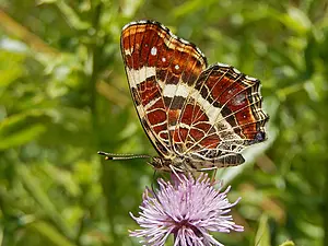 QR-paaltje7 landkaaartje Kars Veling..webp