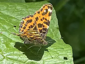 Landkaaartje voorjaarsgeneratie (foto: Henk van Alst).webp