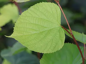 QR-paaltje9 Lindeboom Tello Neckheim kopie .webp