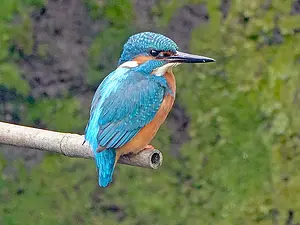 QR-paaltje10 IJsvogel Marjon van Herpen.webp