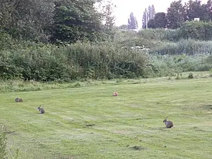 QR-paaltje11 Konijnen Henk van Alst.webp