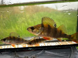 QR-paaltje12 Baars Koen van Tilburg.webp