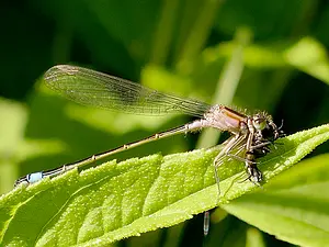 QR-paaltje12 Lantaarntje Henk van Alst.webp