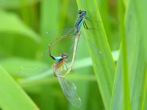 QR-paaltje12 Lantaarntje in copula Henk van Alst.webp