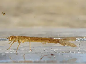 QR-paaltje12 Lantaarntje larve Henk van Alst.webp