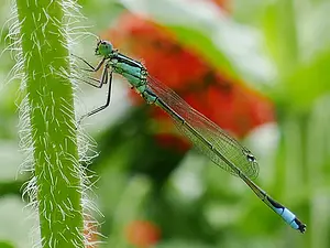 QR-paaltje12 Lantaarntje man Henk van Alst.webp