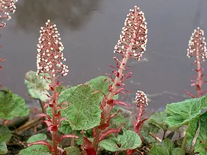 QR-paaltje13 Groot hoefblad-Adrie van Heerden.webp