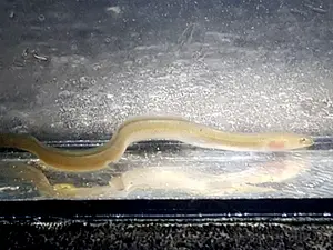 QR-paaltje13 jonge paling Koen van Tilburg.webp