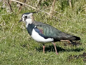 QR-paaltje14 Kievit-Pieter Divendal.webp