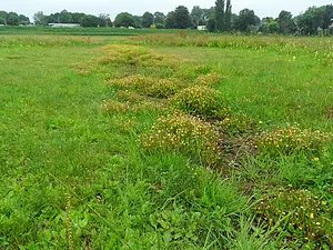 QR-paaltje14 Greppel met goudknopje Michiel de Goeje.webp