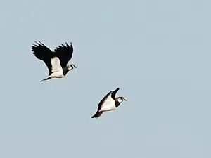 QR-paaltje14 Kievit in lucht-Pieter Divendal.webp