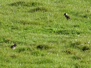 QR-paaltje14 Kievit-pul Pieter Divendal.webp