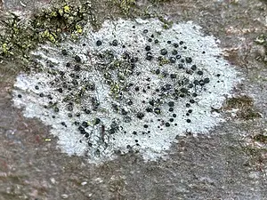 QR-paaltje5 Gewoon purperschaaltje- Michiel de Goeje.webp