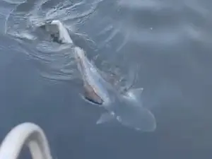 QR-paal1 Harder-volwassen.webp