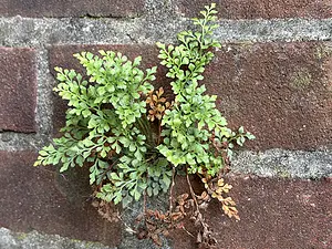 QR-paal2 Muurvaren.webp