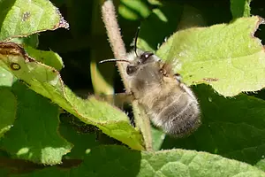 Gewone sachembij-man-Anthophora plumipes - 2020-04-21 12.45.05 kopie.webp
