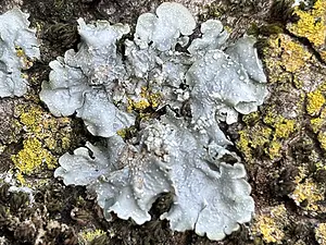 QR-paaltje5 Witstippelschildmos- Michiel de Goeje.webp