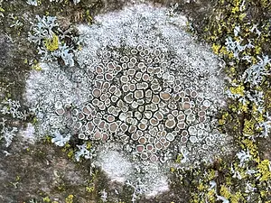 QR-paaltje5 Witte schotelkorst- Michiel de Goeje.webp