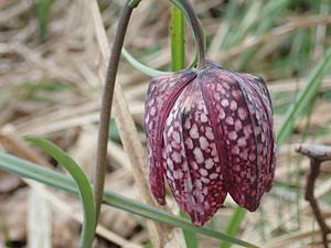 Kscheg 27-3-2024 (61)